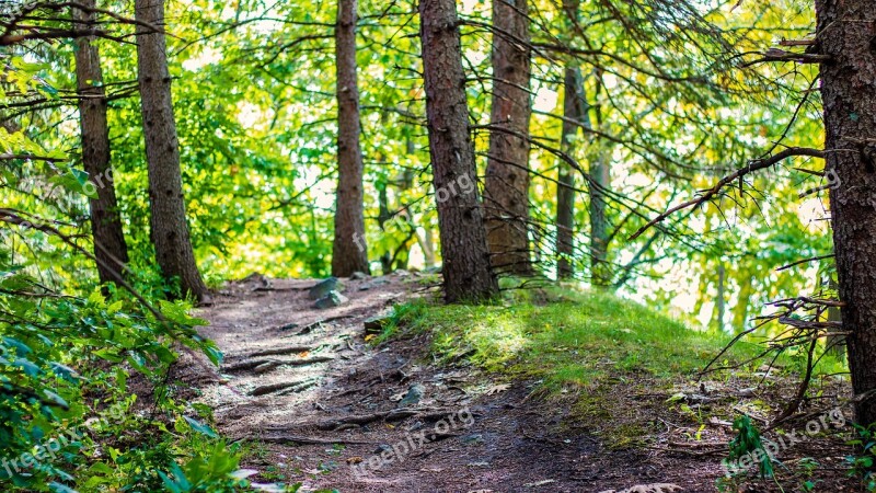 Nature Forest Landscape Trees Mood