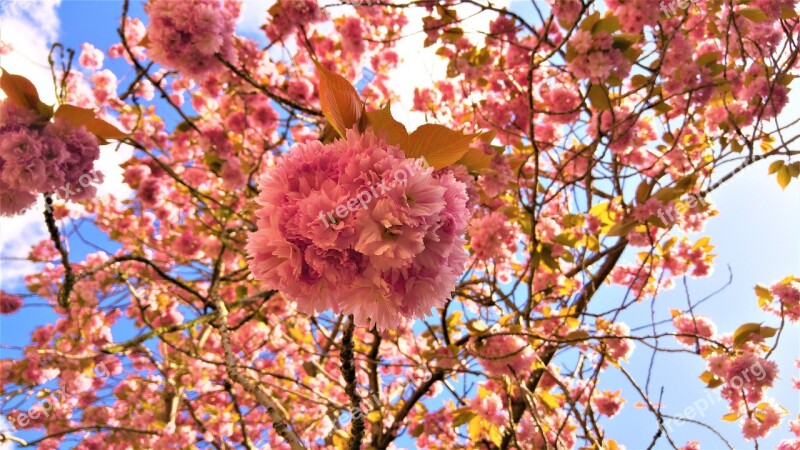 Flower Blossom Spring Southampton Uk