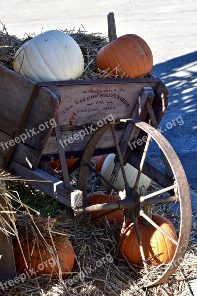 Pumpkin Orange White Halloween Autumn