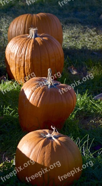 Pumpkin Hay Farm Rural Nature