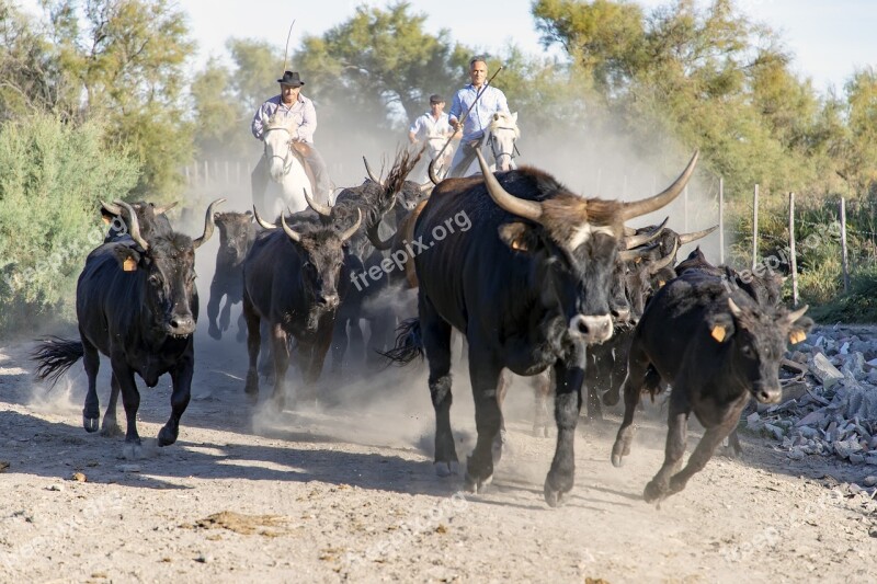 Camargue Bulls Horns Gardians Horses