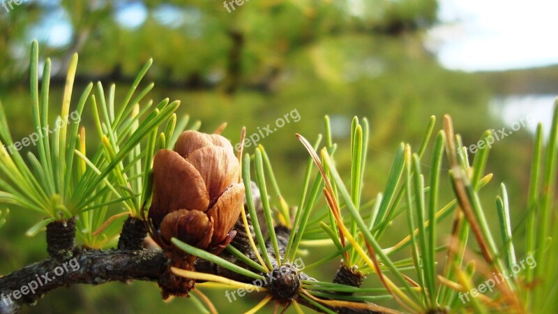 Fir Cone Tree Branch Evergreen