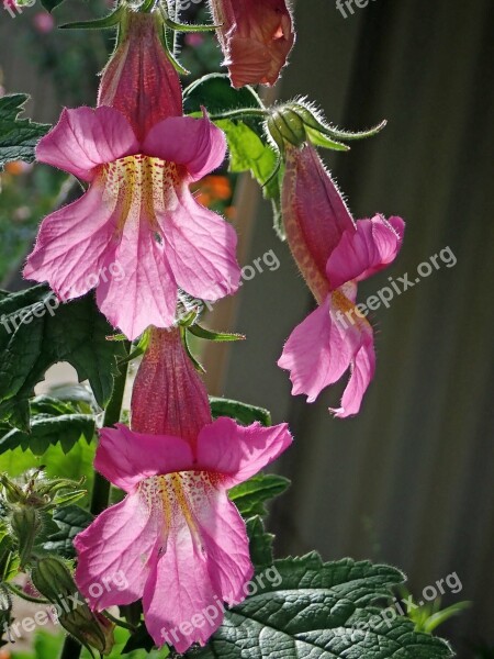 Flower Pink Sunlit Plant Garden