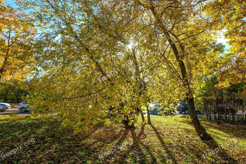 Autumn Park Killarney Nature Leaves