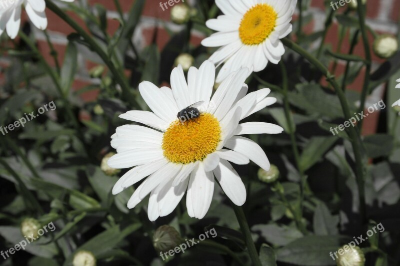 Chamomile Housefly Flower Fly Nature