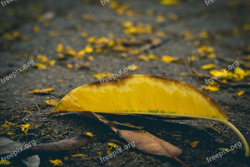 Leaf Ground Leaves Nature Green