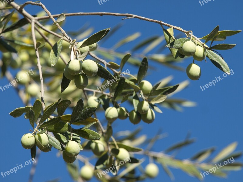 Olives Green Blue Sky Fruits