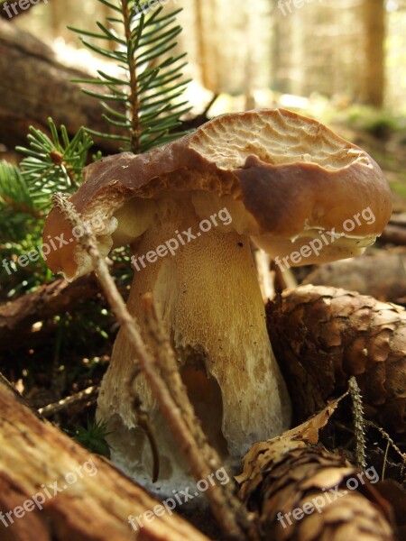 Mushroom Forest Nature Autumn Edible