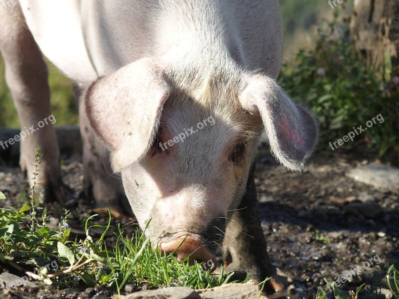 Pig Piglet Animal Nature Cute