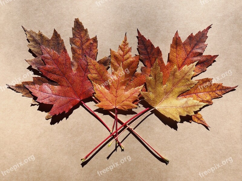 Leaves Autumn Fall Colorful Red