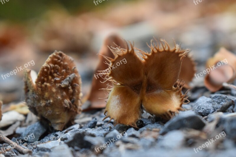 Beech Nuts Seeds Beech Free Photos