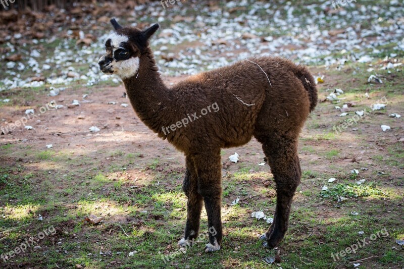 Animal Lama Mammals Cute Alpaca