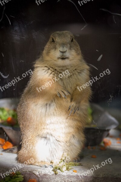 Animal Lemming Prairie Dog Free Photos