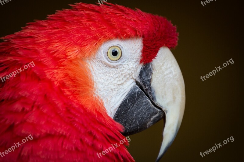 Animal Bird Ara Parrot Plumage