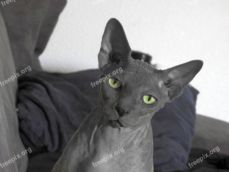 Sphynx Hairless Cat Free Photos