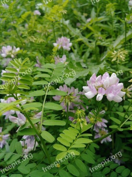 Clover Weeds Wildflowers Herbs Summer