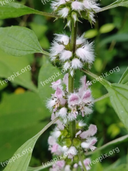 Motherwort Herbs Horticulture Mint Herbal