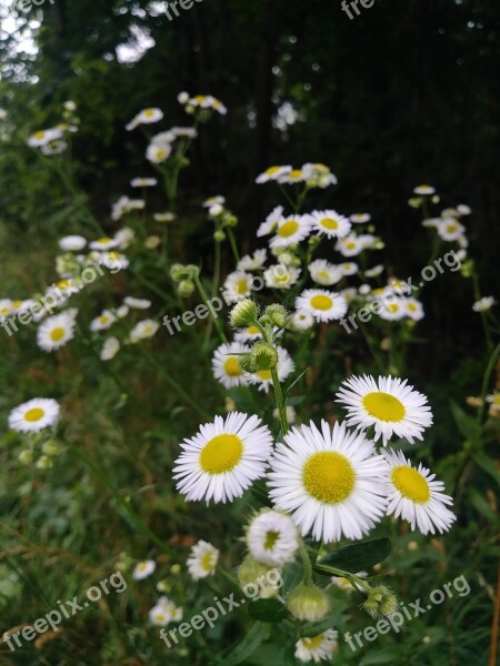 Aster Daisy White Flower Wildflower