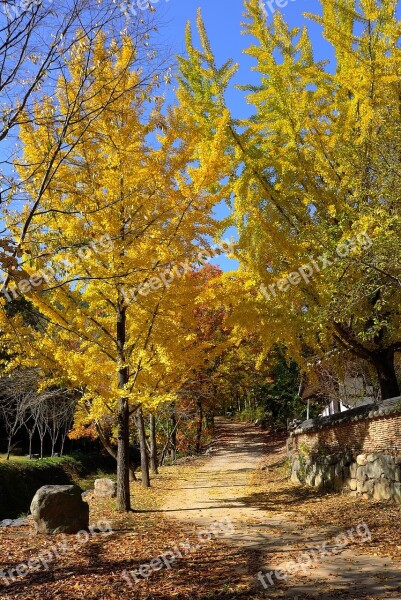 Ginkgo Autumn Leaves Autumn Bank Leaves Yellow