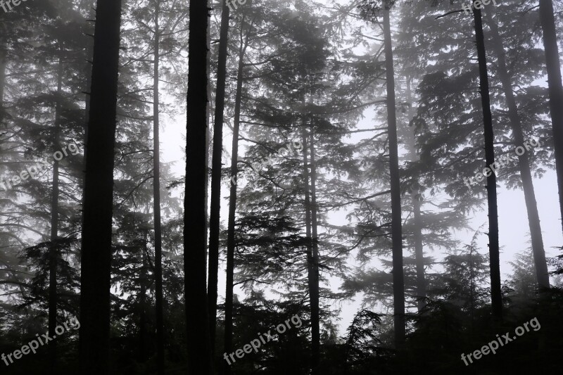 Trees Forest Nature Landscape Fog