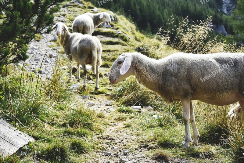 Sheep Mountains Mountains Sheep Julian Alps Alpine Sheep