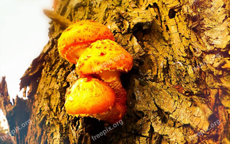 łuskwiak American Goldfinch Mushrooms Seasons Of The Year Autumn Tree