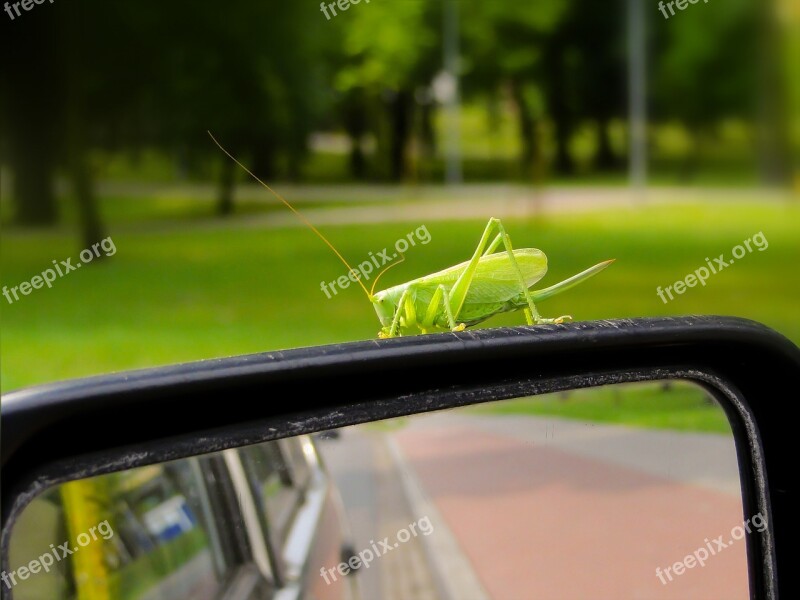 Grasshopper Green Insect Antennae Rearview Mirror Auto