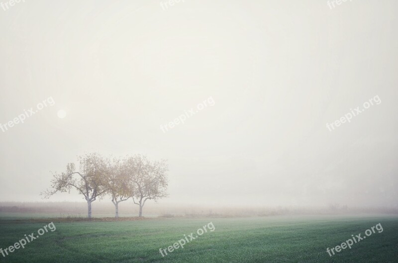 Fog Trees Valley Green Morning