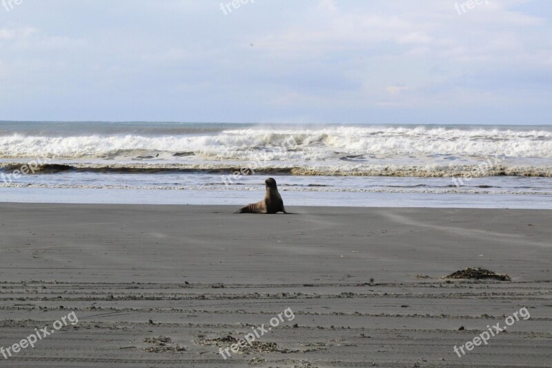 Ocean Shores Beach Sea ​​lion Free Photos