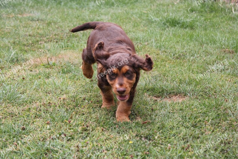 Dog Puppy Chocolate Tan Brown