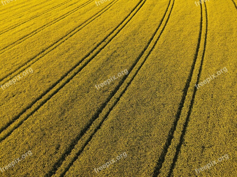 Oilseed Rape Field Of Rapeseeds Field Blossom Bloom