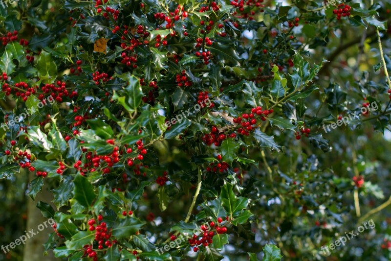 Holly Tree Christmas Red Nature