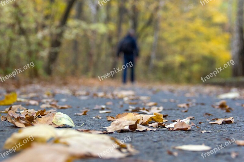 Leaf Autumn People Tree Focus