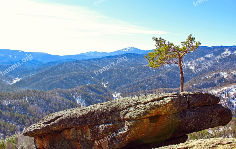 Pine Stone Rocks Mountains Cyanosis