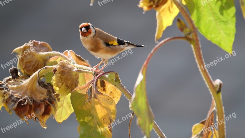 Stieglitz Goldfinch Nature Bird Songbird