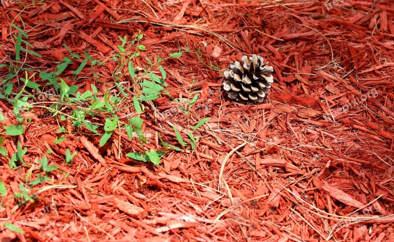 Pinecone Pine Tree Pinecones Evergreen