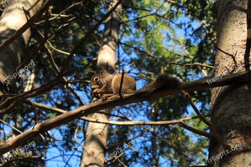 Squirrel Food Coniferous Forest Forest Trees