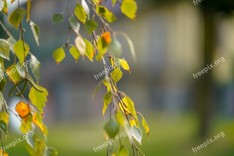 Leaf Nature Tree Outdoors Bright