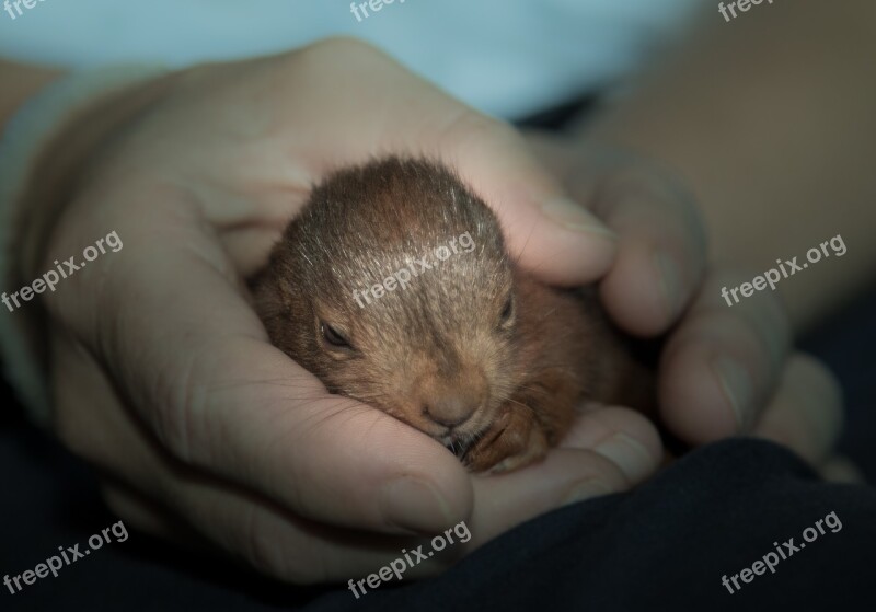 Squirrel Rodent Animal Animal World Furry