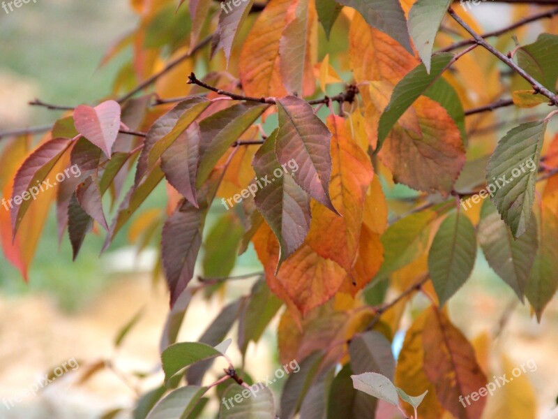 Autumn Autumn Leaves Yellow Leaves In The Fall Of