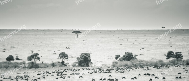 Maasai Mara Kenya Landscape Black White Freetouse