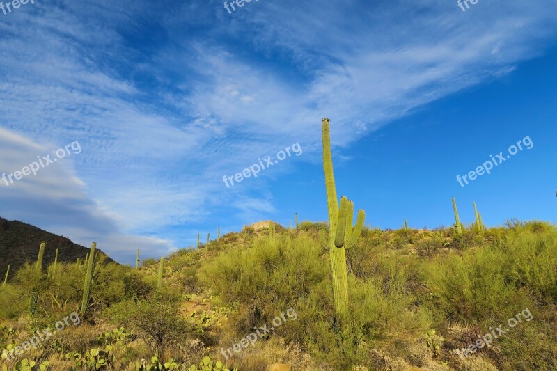 Desert Cactus Nature Landscape Plant