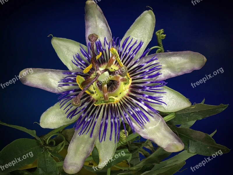 Mburucuya White Petals Composite Flower Petals Flower