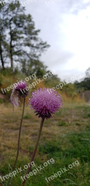 Flower Milkweed Purple Outdoors Free Photos