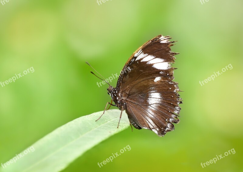 Butterfly Kelebek Macro Doga Nature