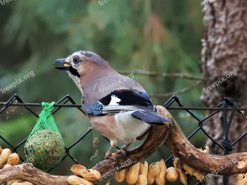 Jay Autumn Peanuts Plumage Bird