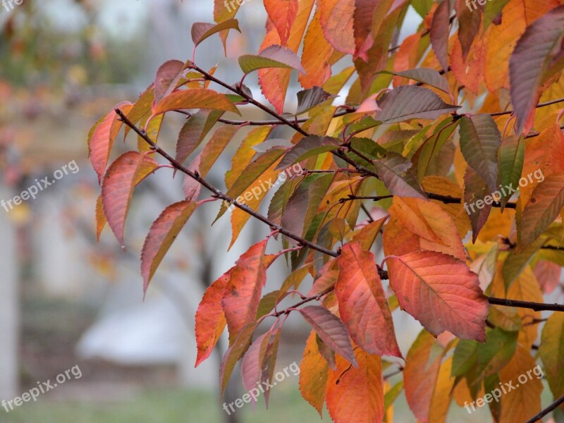 Autumn Autumn Leaves Yellow Leaves In The Fall Of