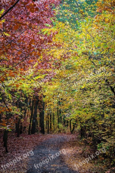 Autumn Tree Forest Foliage Colorful