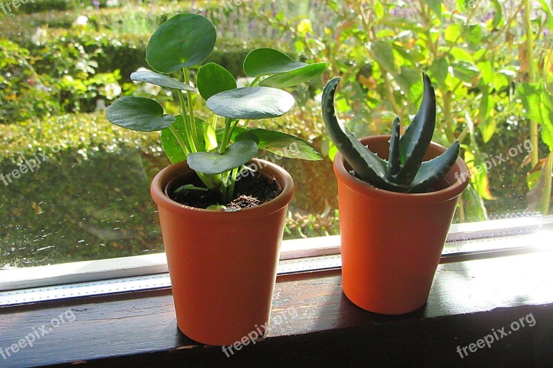 Indoor Plant Window Sill Grow Home Pot Plant