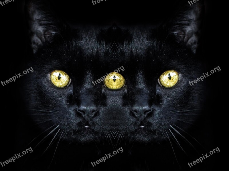 Cat Black Animal Mythology Strange